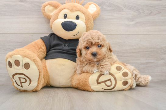 Poochon Pup Being Cute