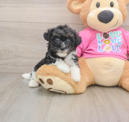 5 week old Poochon Puppy For Sale - Seaside Pups