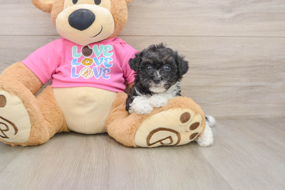 Friendly Poochon Baby