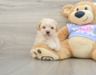 6 week old Poochon Puppy For Sale - Seaside Pups