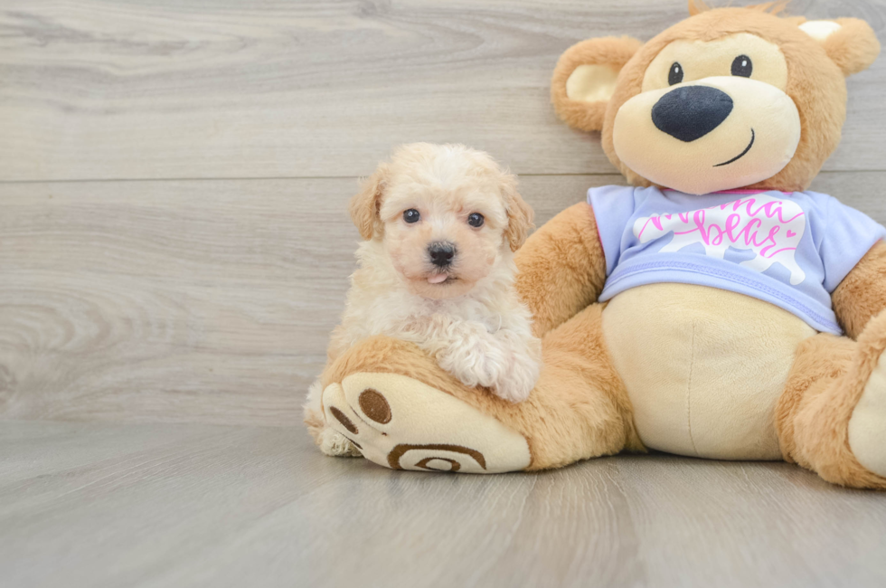 6 week old Poochon Puppy For Sale - Seaside Pups