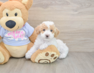 5 week old Poochon Puppy For Sale - Seaside Pups