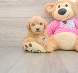 6 week old Poochon Puppy For Sale - Seaside Pups