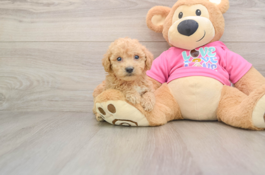 Poochon Pup Being Cute