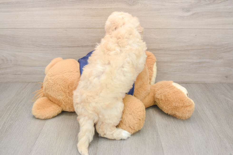 Petite Poochon Poodle Mix Pup
