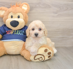 5 week old Poochon Puppy For Sale - Seaside Pups