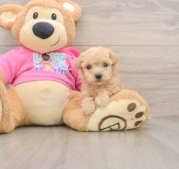 6 week old Poochon Puppy For Sale - Seaside Pups