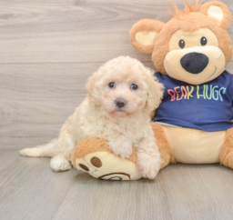 5 week old Poochon Puppy For Sale - Seaside Pups