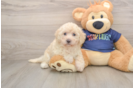 Poochon Puppy for Adoption