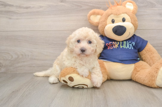 Poochon Puppy for Adoption