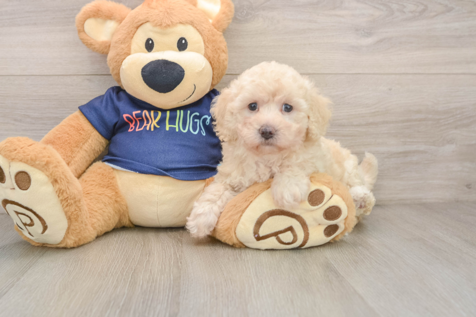 Smart Poochon Poodle Mix Pup