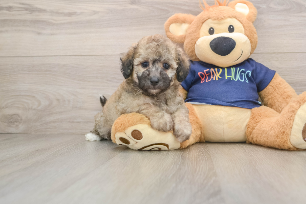 Poochon Puppy for Adoption