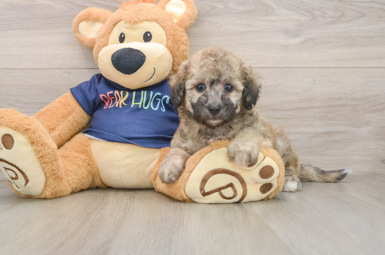 Small Poochon Baby
