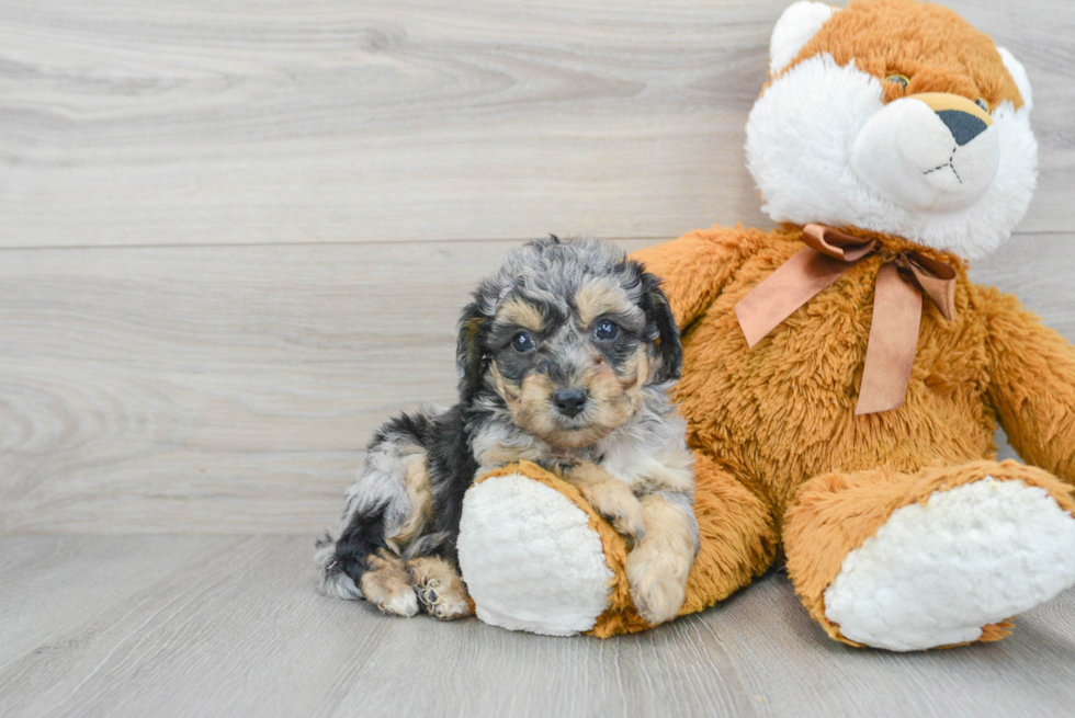Poochon Puppy for Adoption