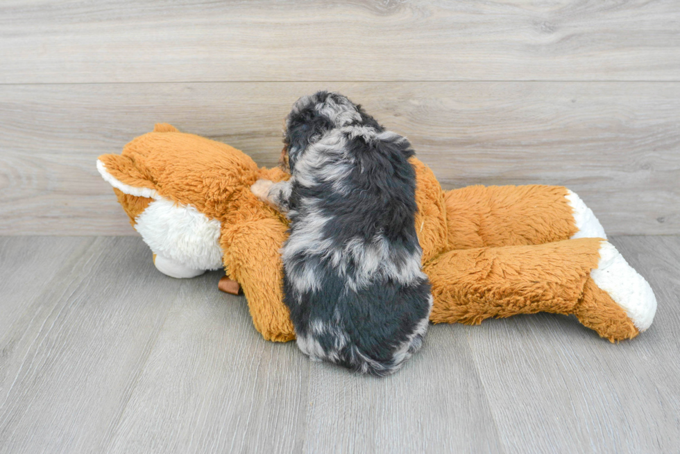 Poochon Puppy for Adoption