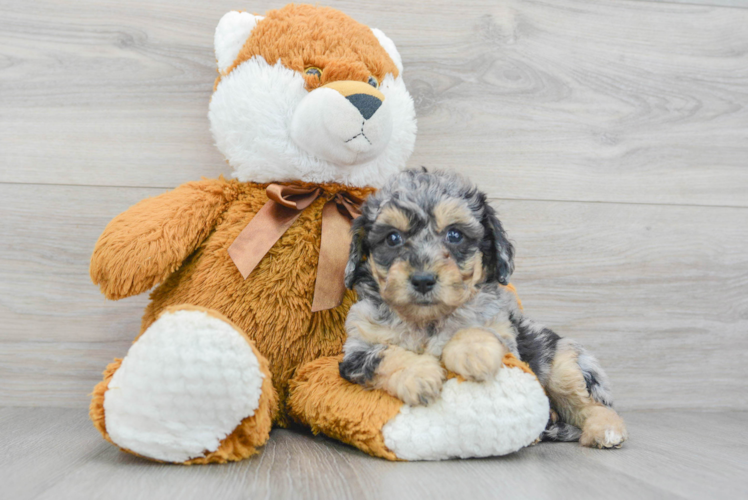 Cute Poochon Baby