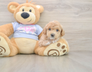 5 week old Poochon Puppy For Sale - Seaside Pups