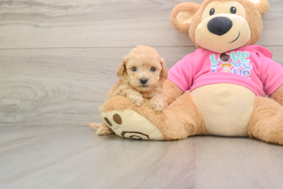 Poochon Puppy for Adoption