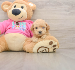 6 week old Poochon Puppy For Sale - Seaside Pups