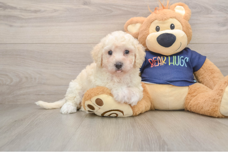 Fluffy Poochon Poodle Mix Pup