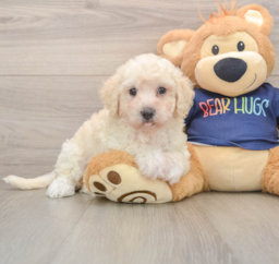 5 week old Poochon Puppy For Sale - Seaside Pups