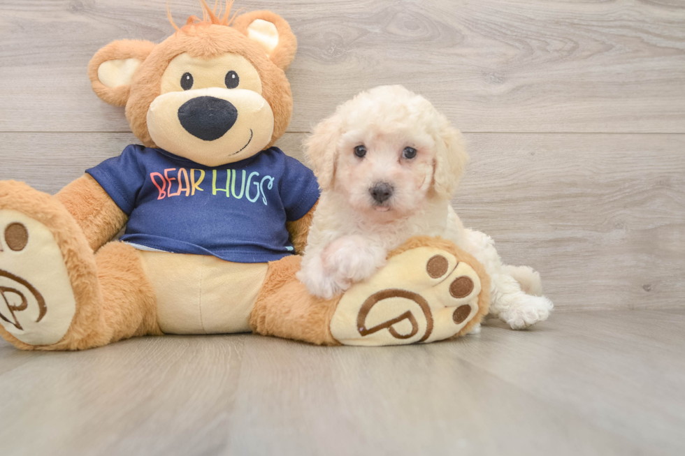 Poochon Pup Being Cute