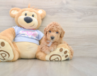 6 week old Poochon Puppy For Sale - Seaside Pups