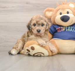7 week old Poochon Puppy For Sale - Seaside Pups