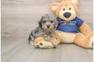 Playful Bichpoo Poodle Mix Puppy