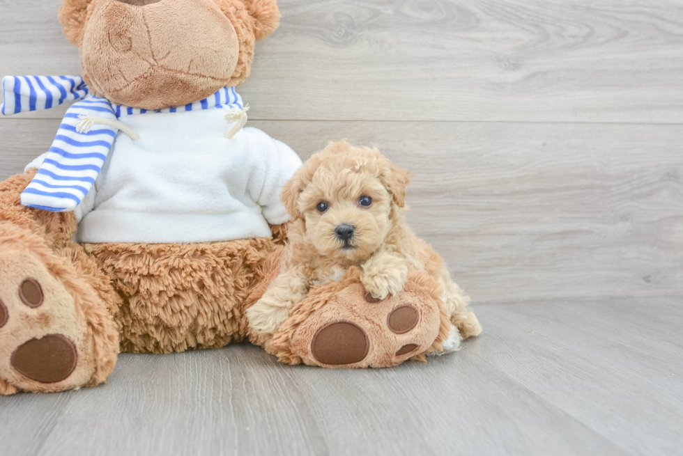 Friendly Poochon Baby