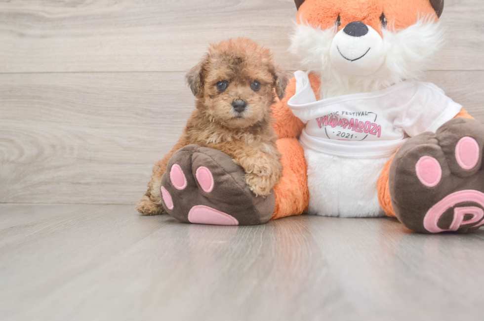 5 week old Poochon Puppy For Sale - Seaside Pups