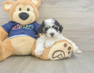 5 week old Poochon Puppy For Sale - Seaside Pups