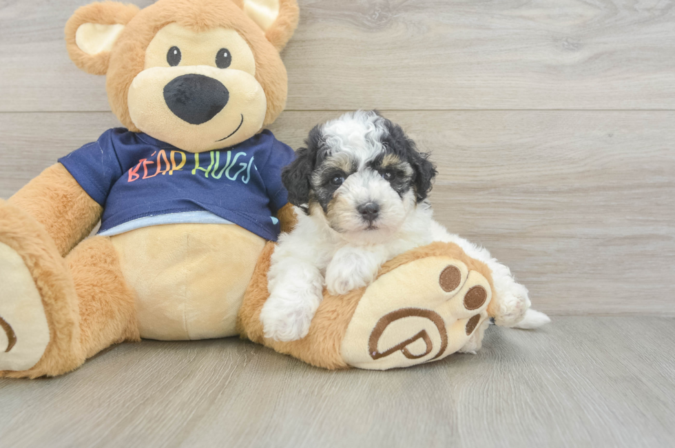 5 week old Poochon Puppy For Sale - Seaside Pups