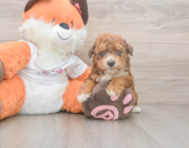 8 week old Poochon Puppy For Sale - Seaside Pups