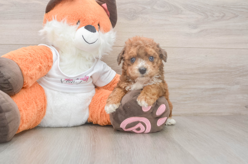 5 week old Poochon Puppy For Sale - Seaside Pups