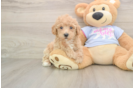 Best Poochon Baby
