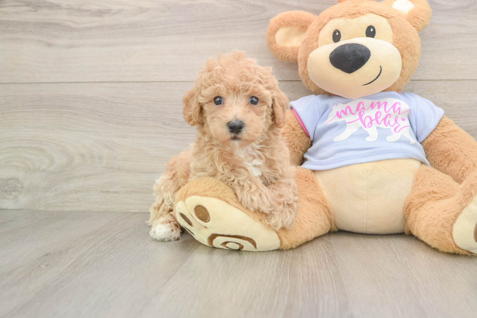 Best Poochon Baby
