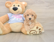 5 week old Poochon Puppy For Sale - Seaside Pups