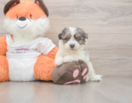8 week old Poochon Puppy For Sale - Seaside Pups