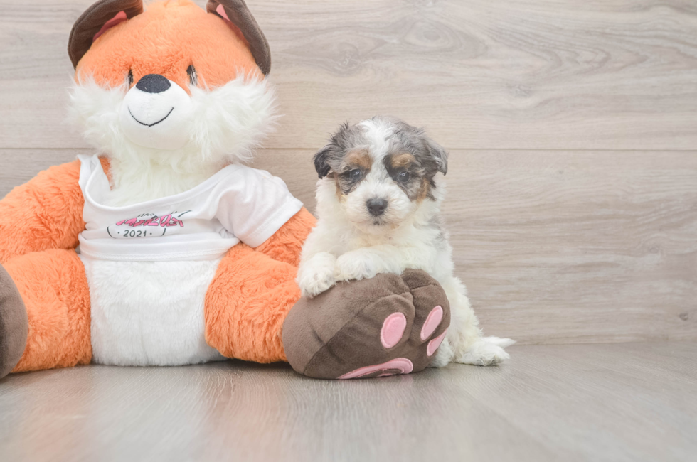 5 week old Poochon Puppy For Sale - Seaside Pups