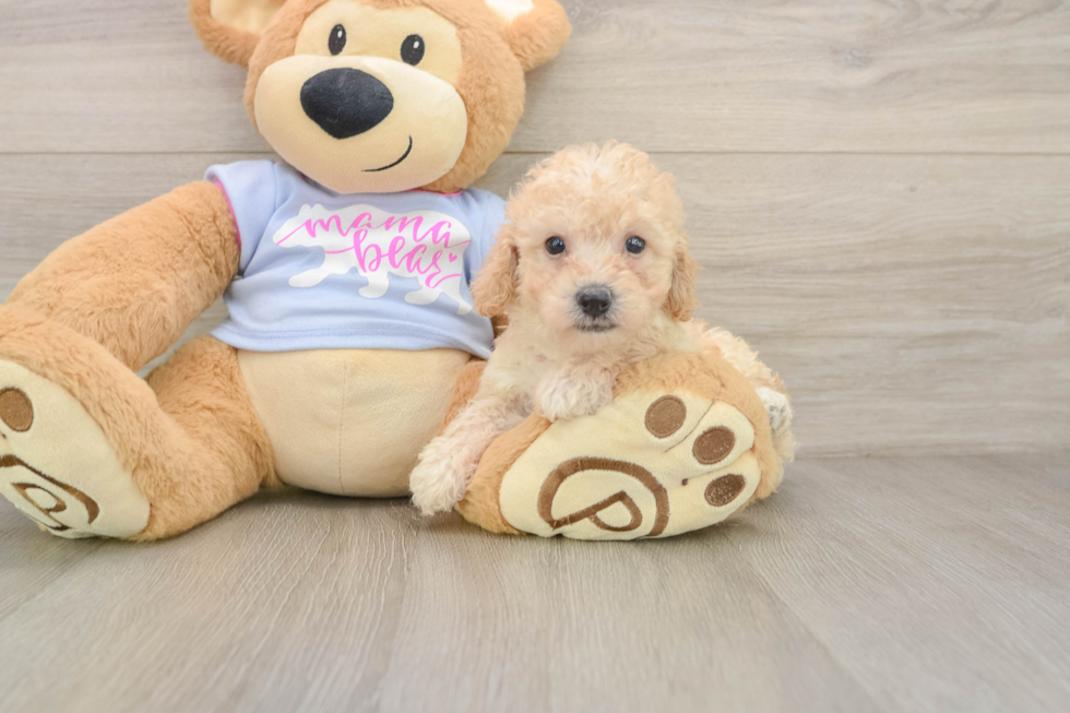 Poochon Pup Being Cute
