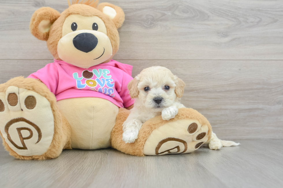 7 week old Poochon Puppy For Sale - Seaside Pups