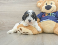 5 week old Poochon Puppy For Sale - Seaside Pups