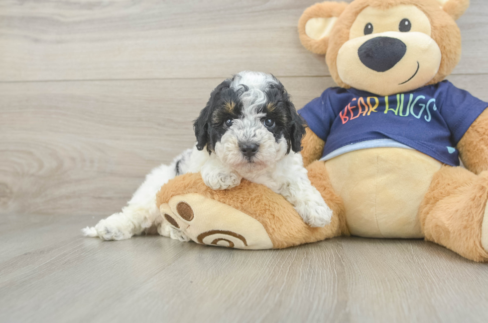 5 week old Poochon Puppy For Sale - Seaside Pups