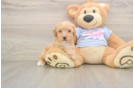 Petite Poochon Poodle Mix Pup