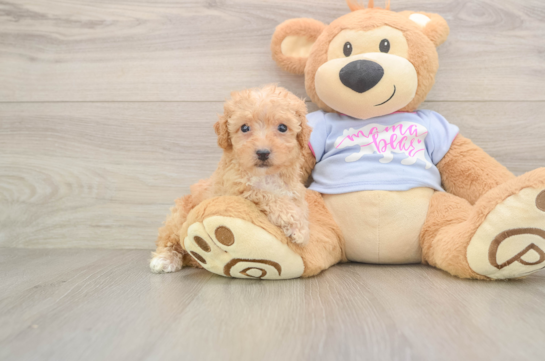 Petite Poochon Poodle Mix Pup