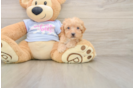 Hypoallergenic Bichpoo Poodle Mix Puppy