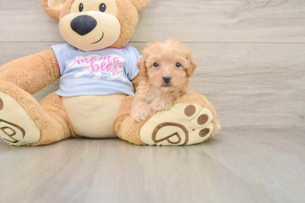 Hypoallergenic Bichpoo Poodle Mix Puppy