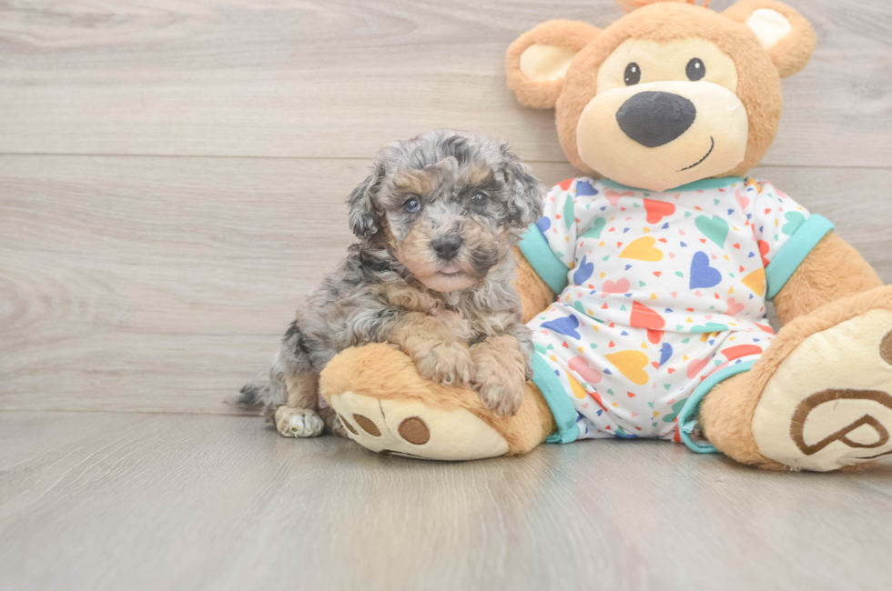 5 week old Poochon Puppy For Sale - Seaside Pups