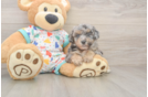 Poochon Puppy for Adoption